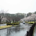 桜　雨　230326 (1 - 1)